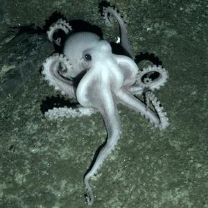 files/user/3318/octopus_antarctic.jpg