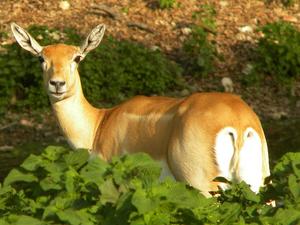 files/user/3544/deer-177196_640.jpg