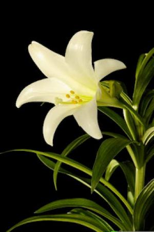 files/user/4306/easter-lily_7094.jpg