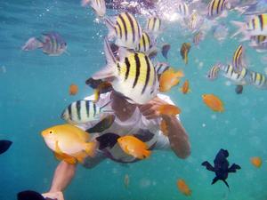 files/user/5648/Snorkeling_Pulau_Sepa_9.JPG