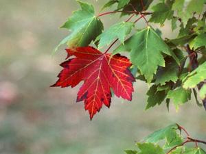 files/user/740/red-maple-tree.jpg